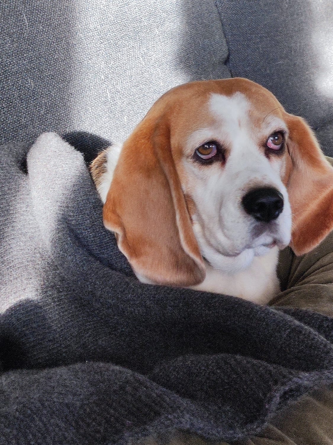 BOBBIN & TRICOT PET ACCESSORIES: Bobbin & Tricot cashmere blanket, Charcoal - Img 2