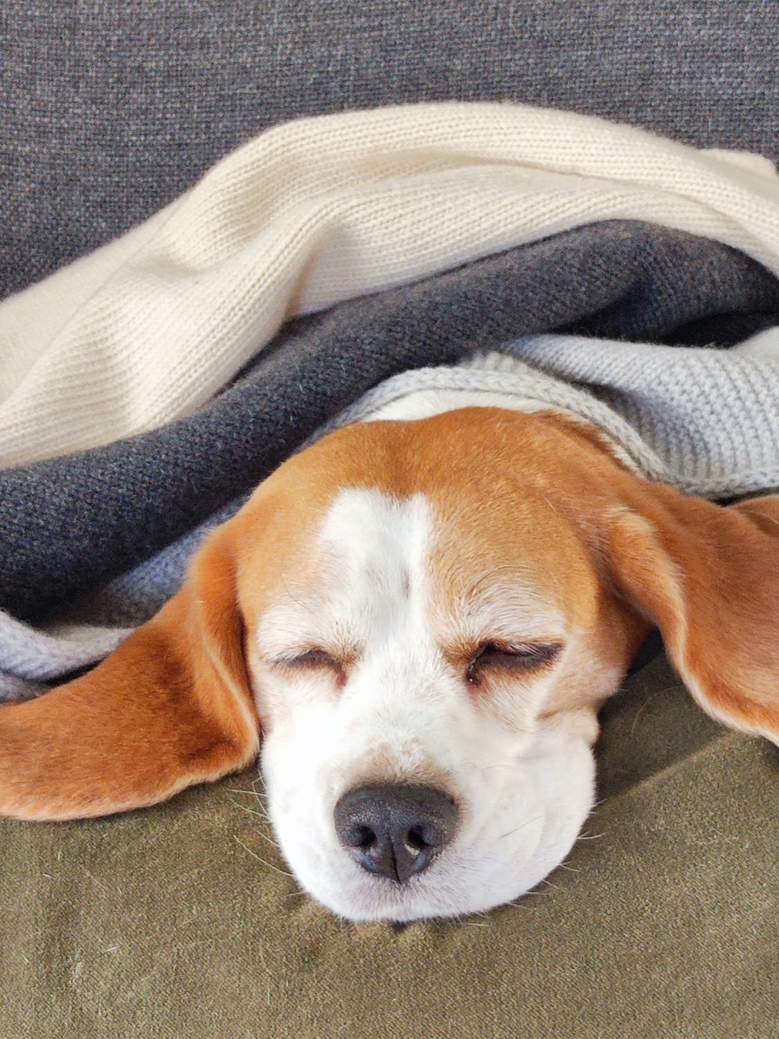 BOBBIN & TRICOT PET ACCESSORIES: Bobbin & Tricot cashmere blanket, Ivory - Img 3