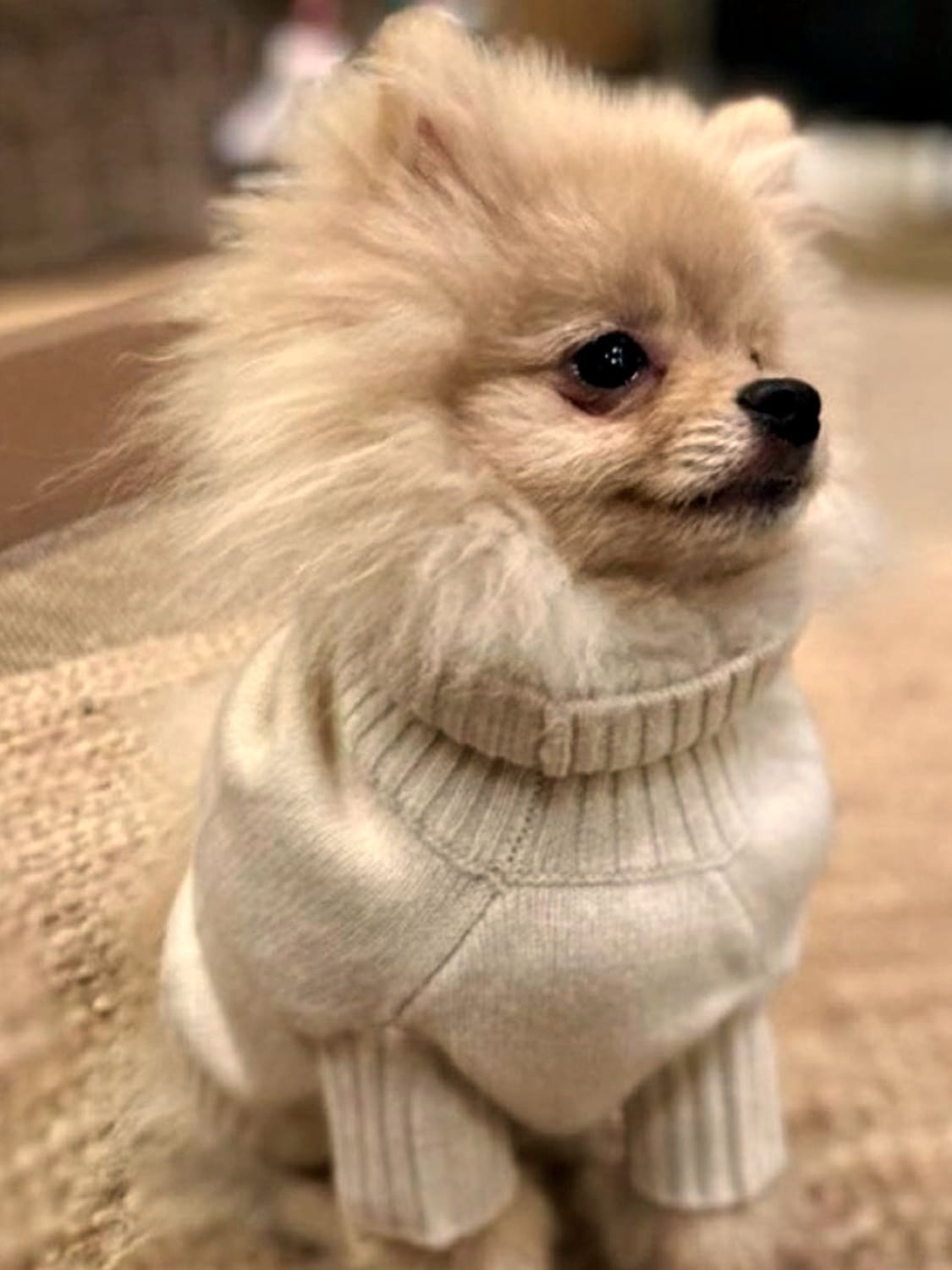 BOBBIN & TRICOT HAUSTIER-ACCESSOIRES: Pullover kinder Bobbin & Tricot, Beige - Img 3