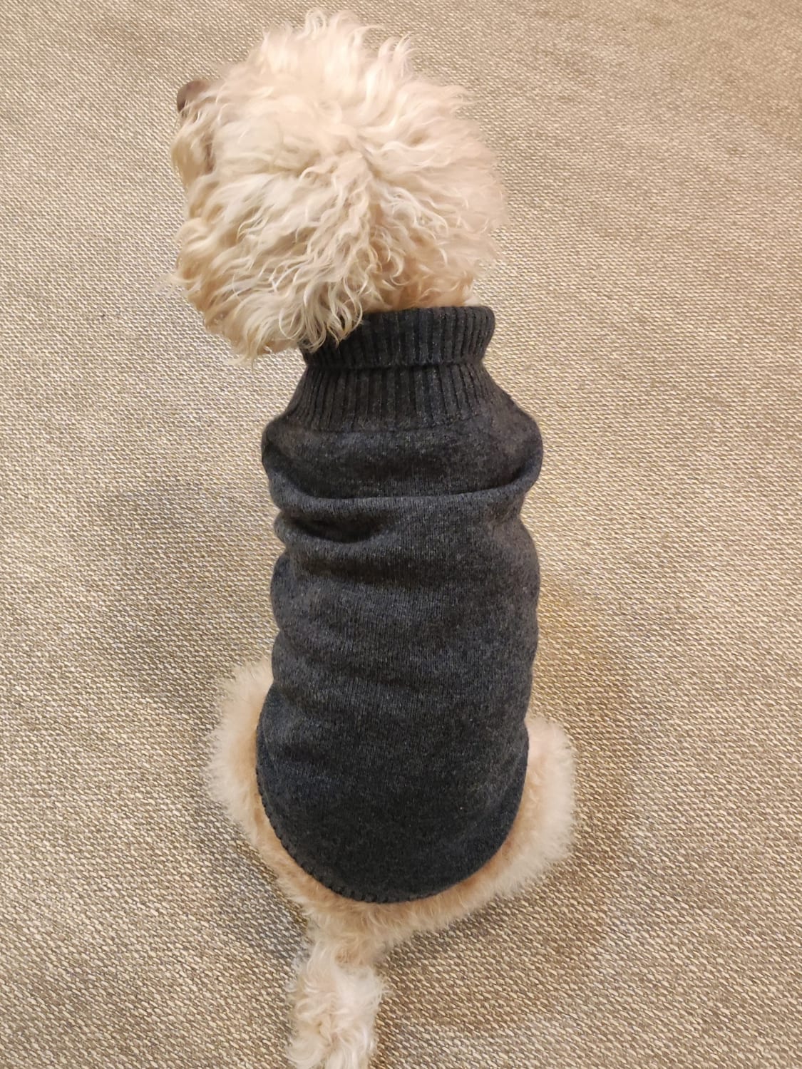 BOBBIN & TRICOT HAUSTIER-ACCESSOIRES: Pullover kinder Bobbin & Tricot, Charcoal - Img 3